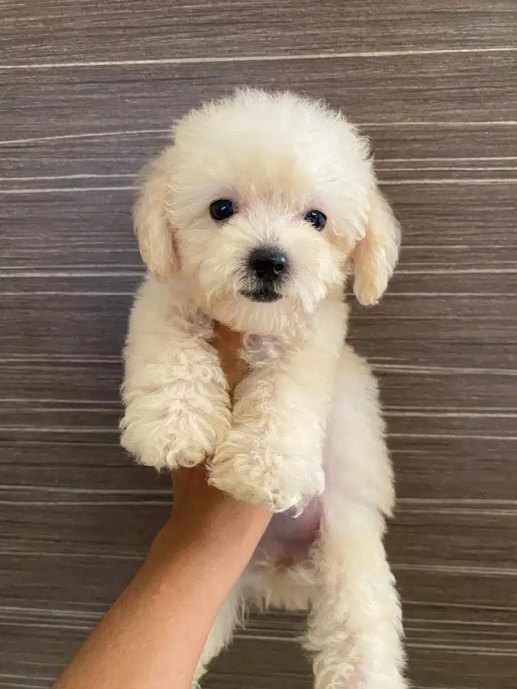 Poodle puppy lucu aktif