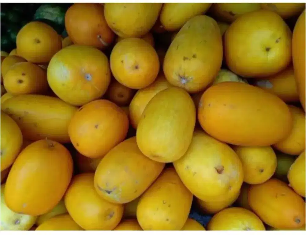 timun suri siap kirim