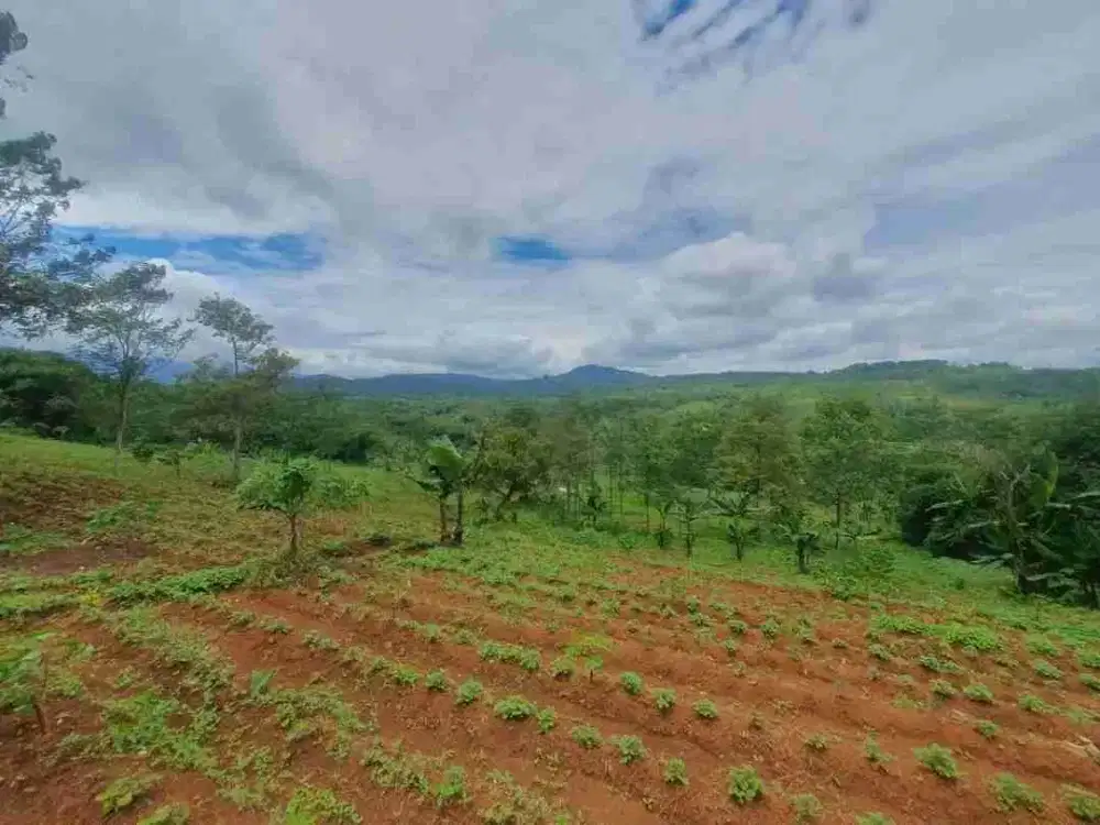 Di Jual tanah bagus cocok untuk PerumahanJl jonggol-dayeuh ds.bojongkorod, Sukasirna Hanya 150rb per meter Nego surat SHM