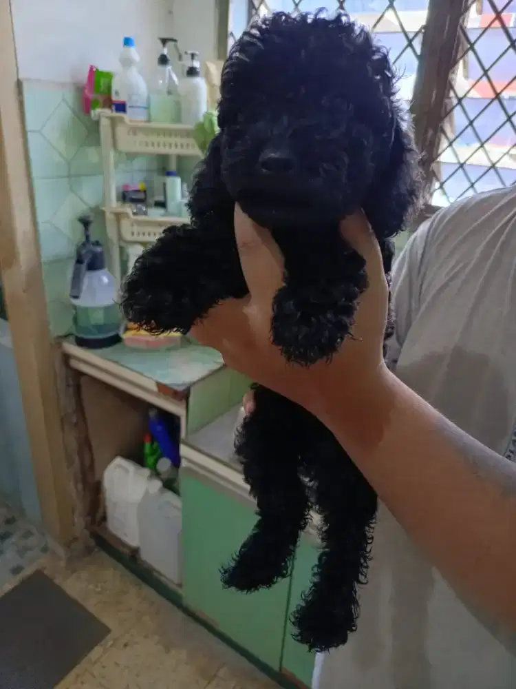 POODLE BETINA MURAH DOB 20 DESEMBER 2025