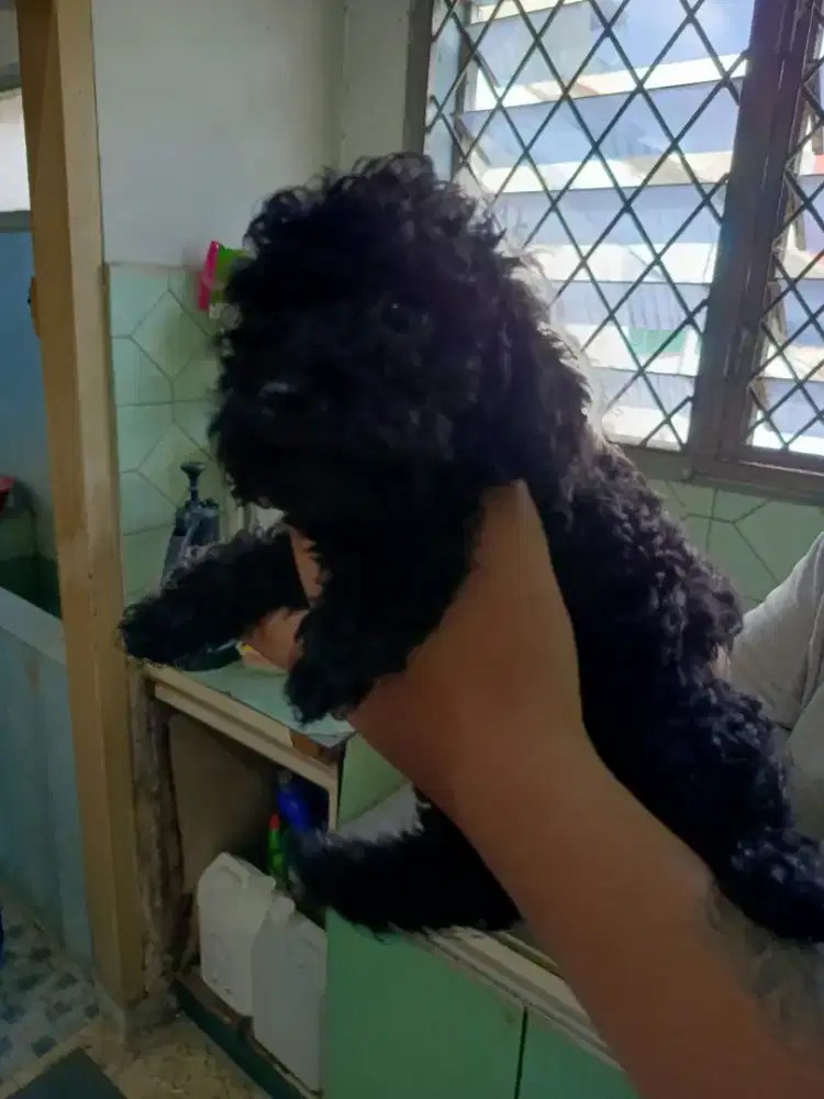 POODLE BETINA MURAH DOB 20 DESEMBER 2025