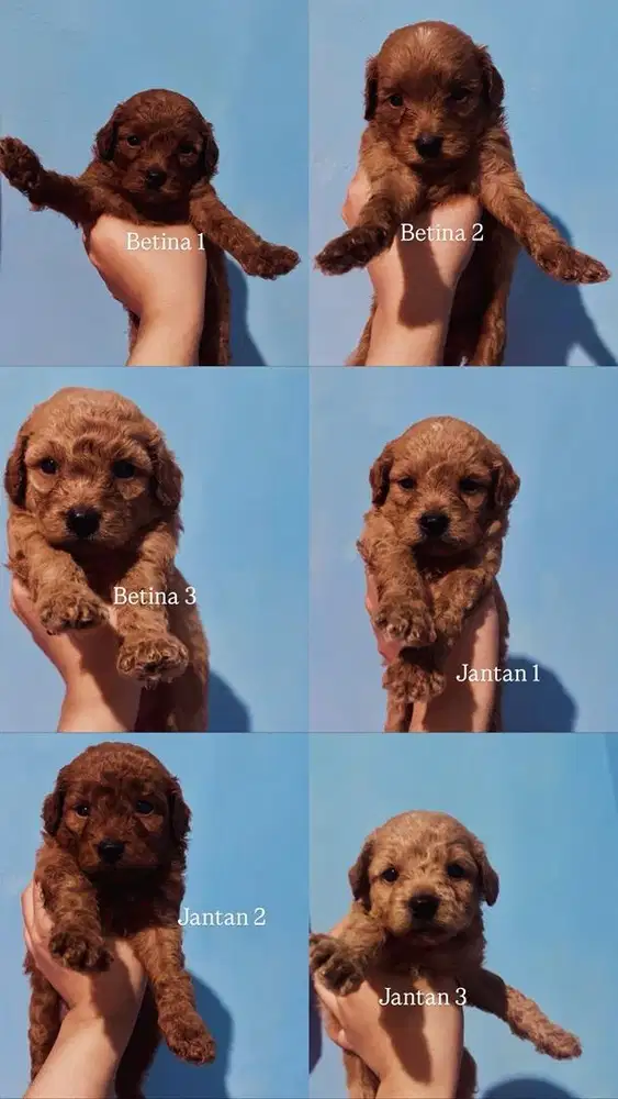 maltipoo | anak anjing maltese mix poodle, | puppies | doggie