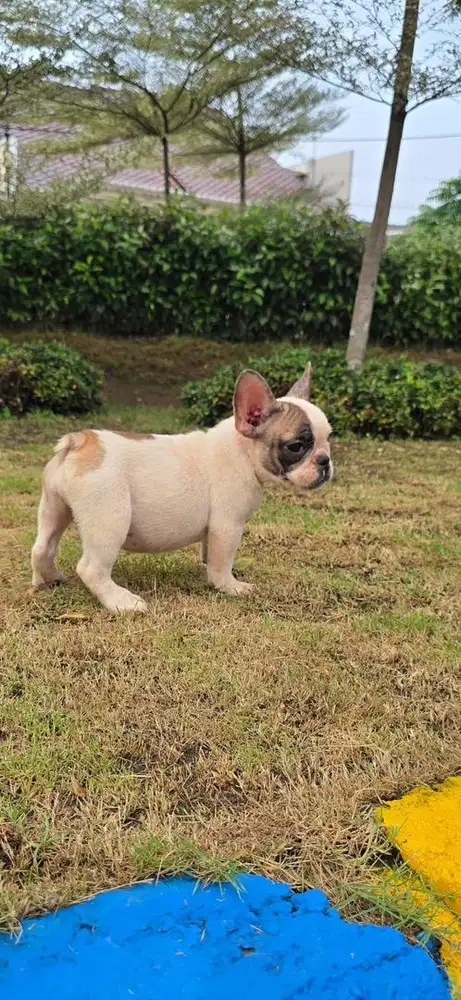 Anak Anjing French Bulldog
