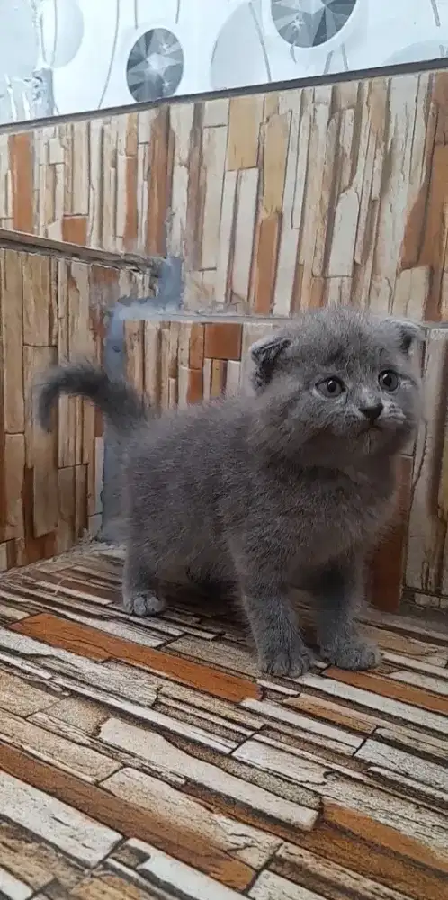 Kitten scottish fold