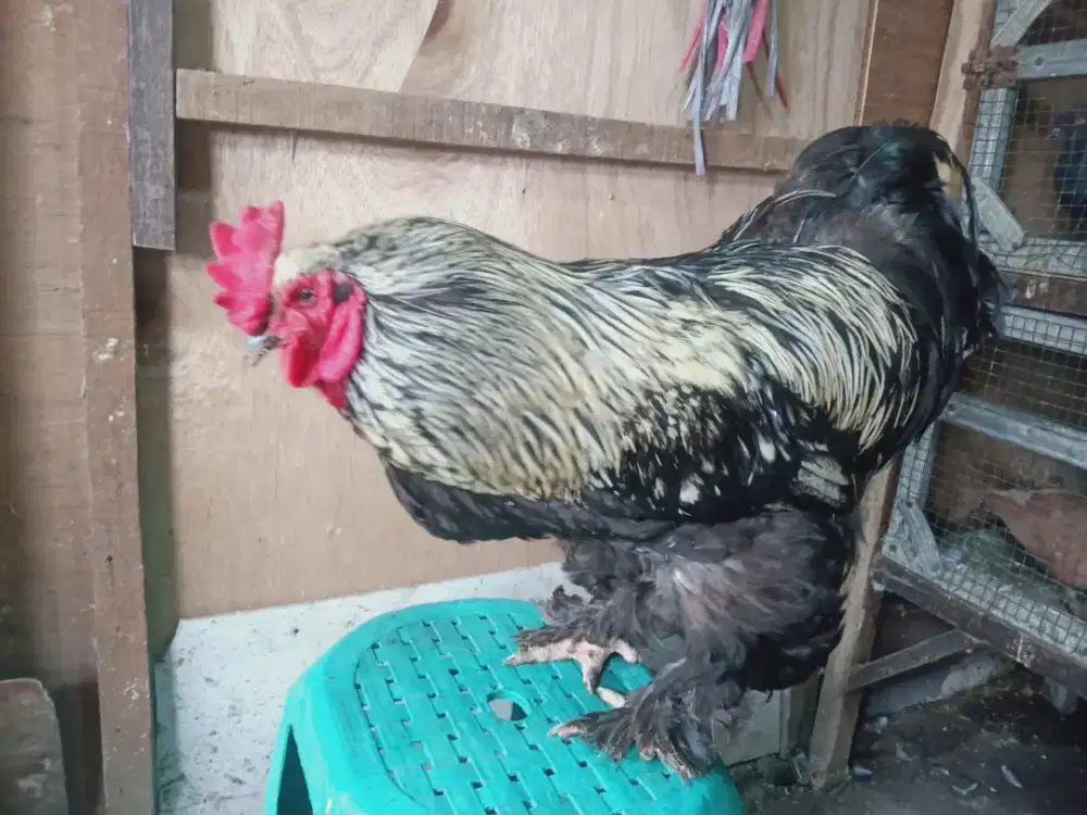 Jual Ayam Brahma jantan sehat murah
