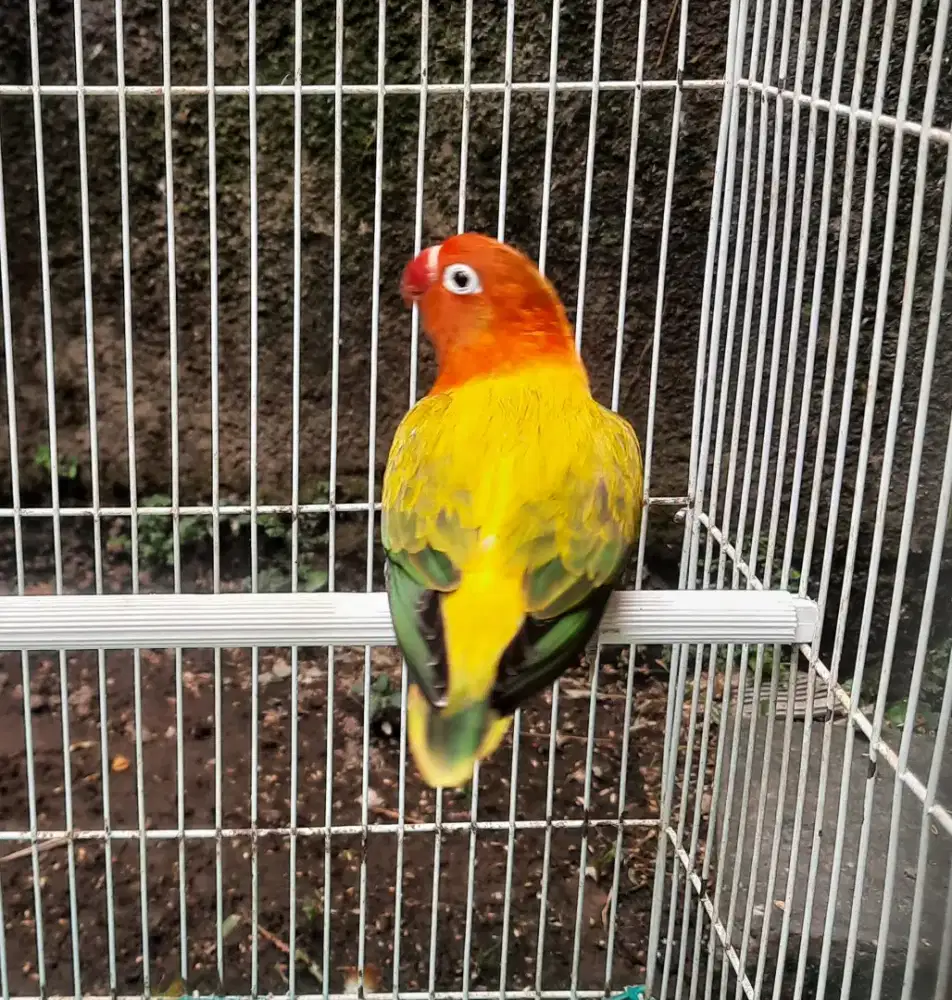 Lovebird Biola Euwing Betina Dewasa Kualitas Oke