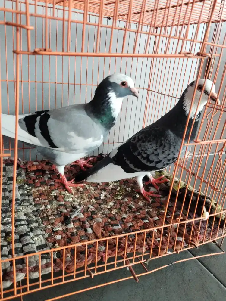 Sepsang burung dara siap ternak warna cakep mtap