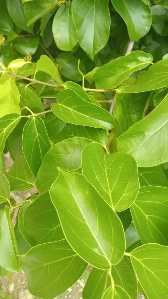 Daun Cincau Siap Di Order