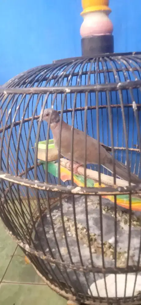 Burung Tekukur Silangan.