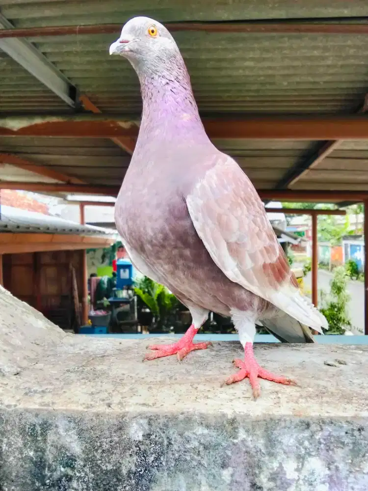 Burung dara sepasang giring
