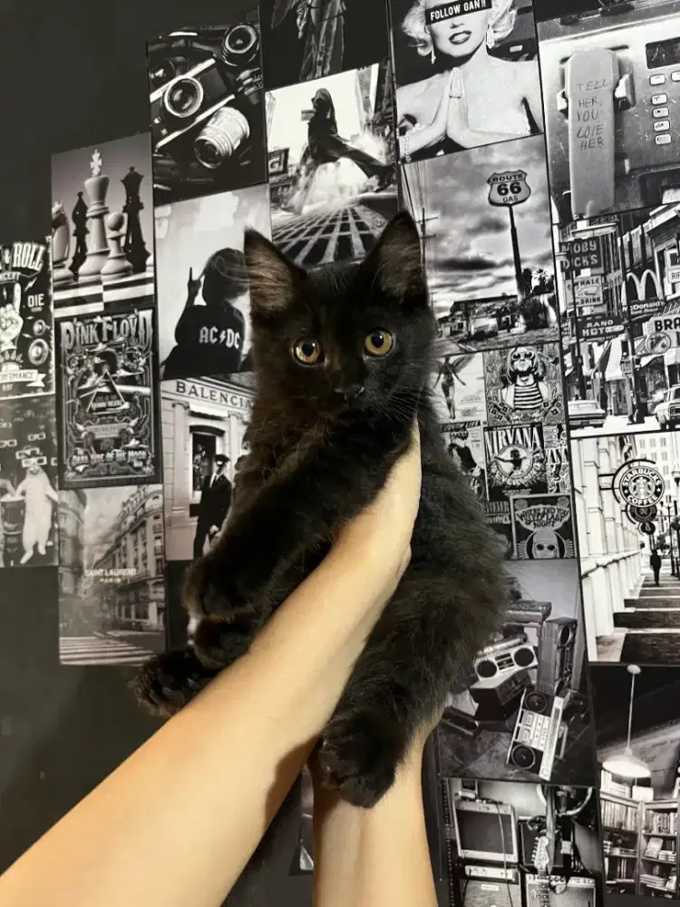 Persia betina 3 bulan