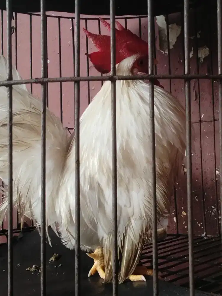 Ayam Kate putih polos