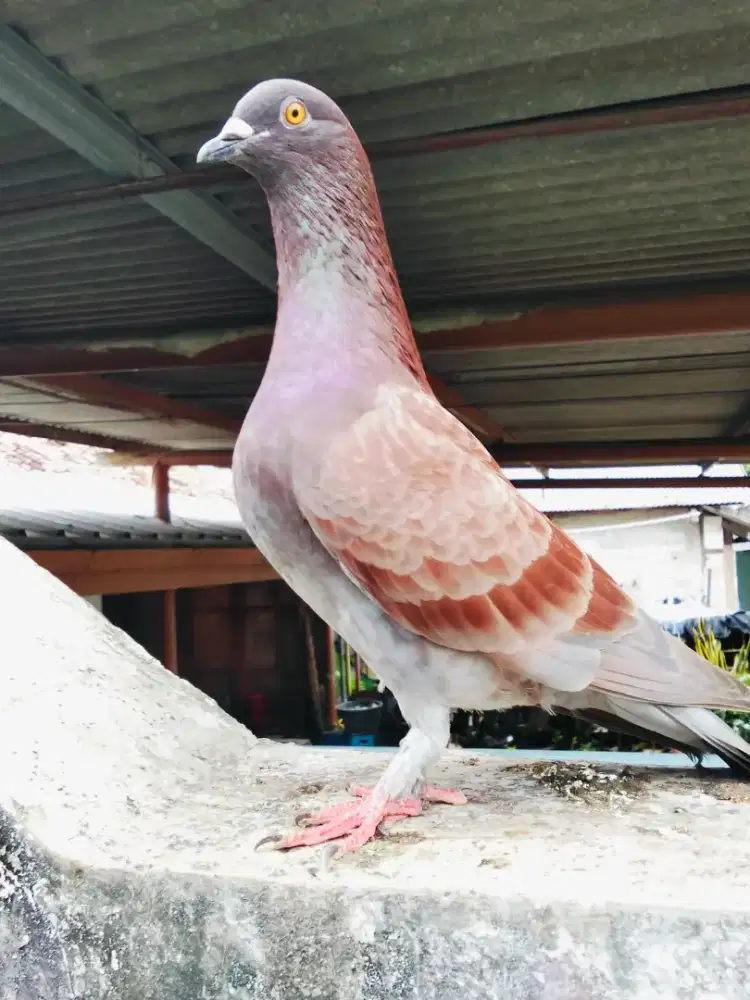 Burung dara sepasang giring