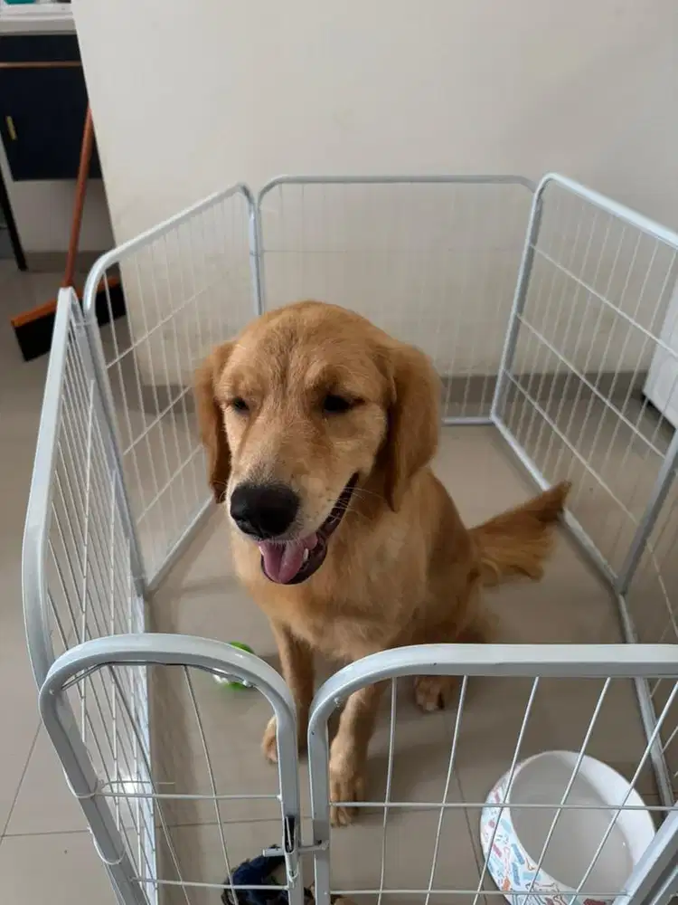 Open adopt Anjing golden retriever