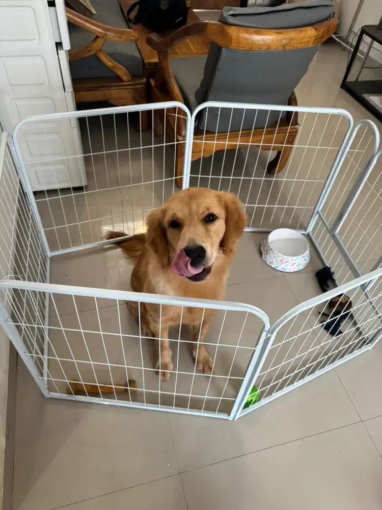 Open adopt Anjing golden retriever