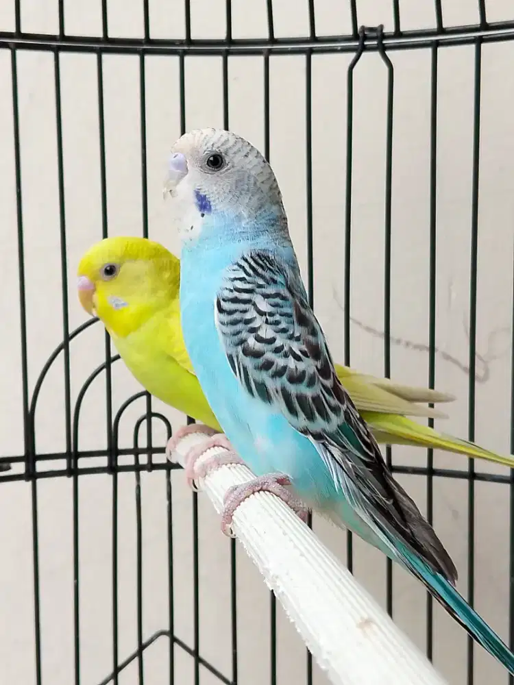 Parkit sepasang siap masuk kandang ternak