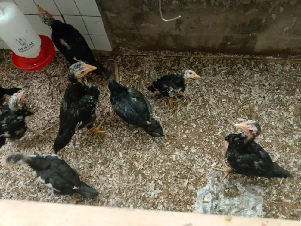 Ayam barter kandang burung