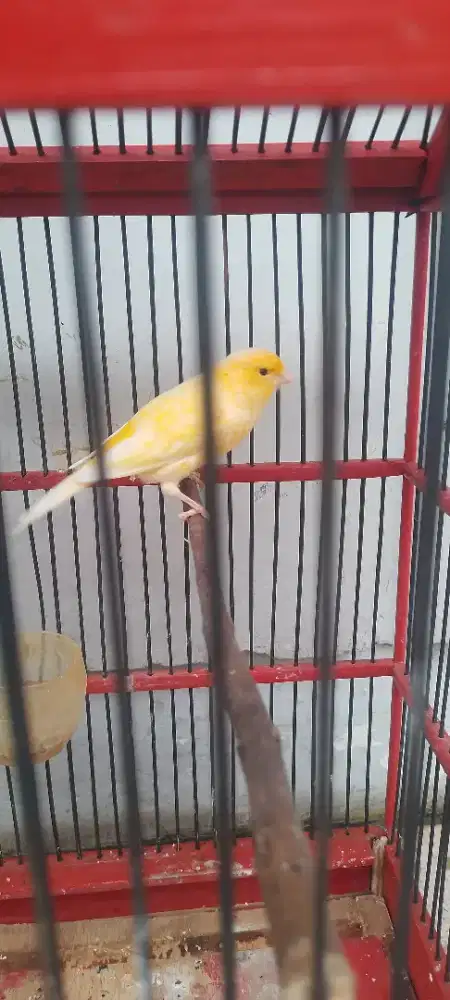 Kenari Kuning Fros X Rasmi