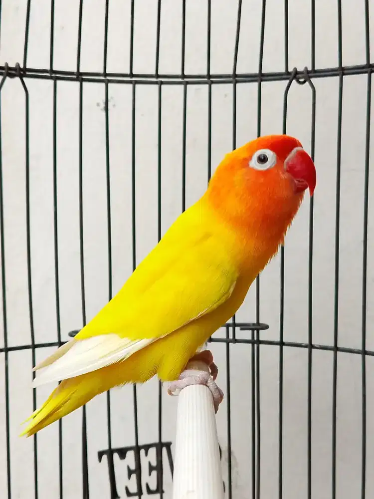 Lovebird jantan ganteng lutino mata hitam