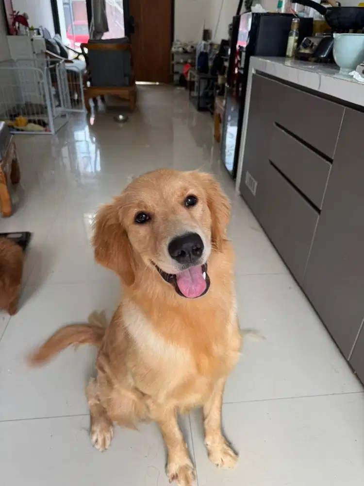 Open adopt Anjing golden retriever