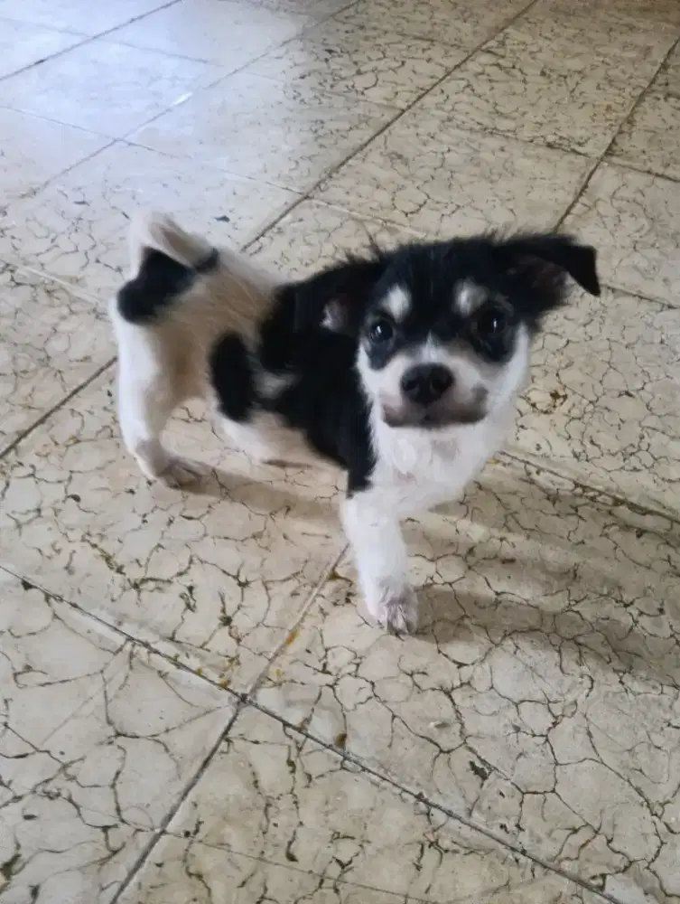 Ready anjing ras kintamani.