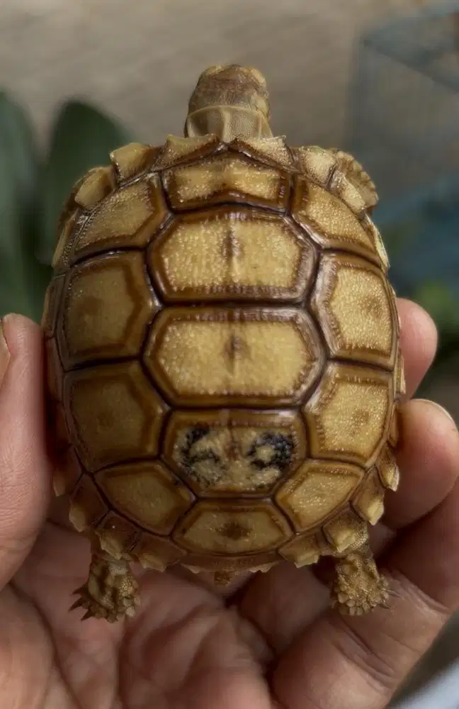 sulkata ukuran 6.5cm