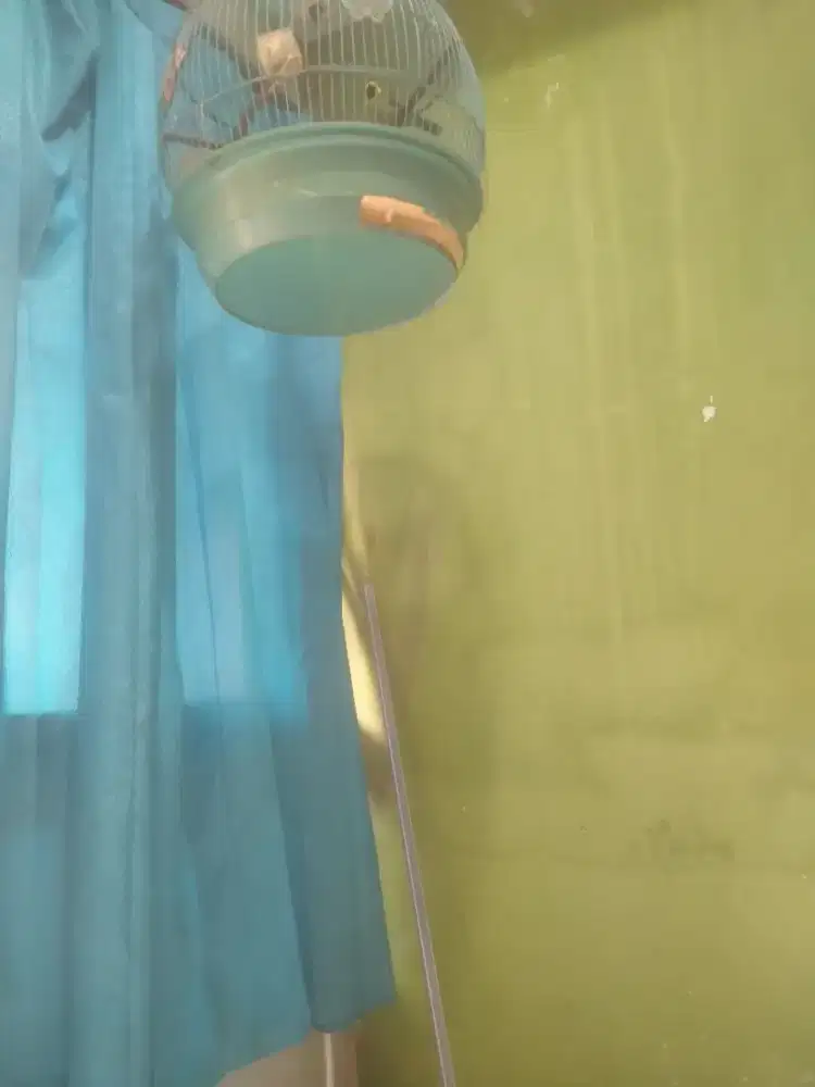 Burung ranting kicau