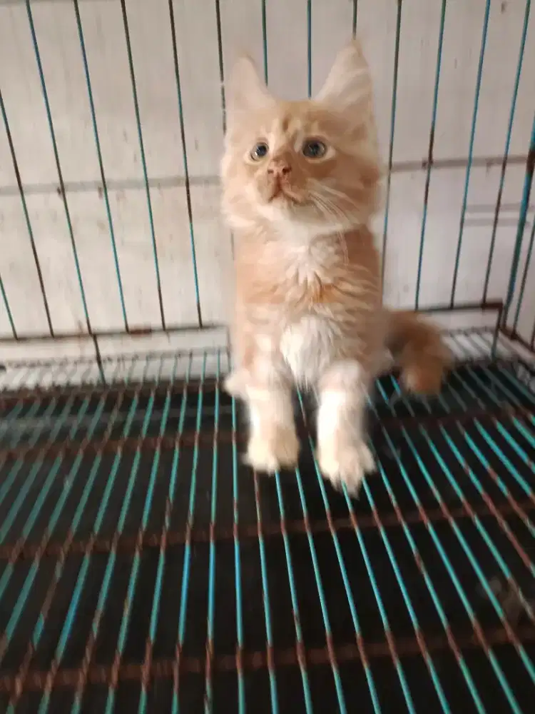 Maencoon non ped jsntan