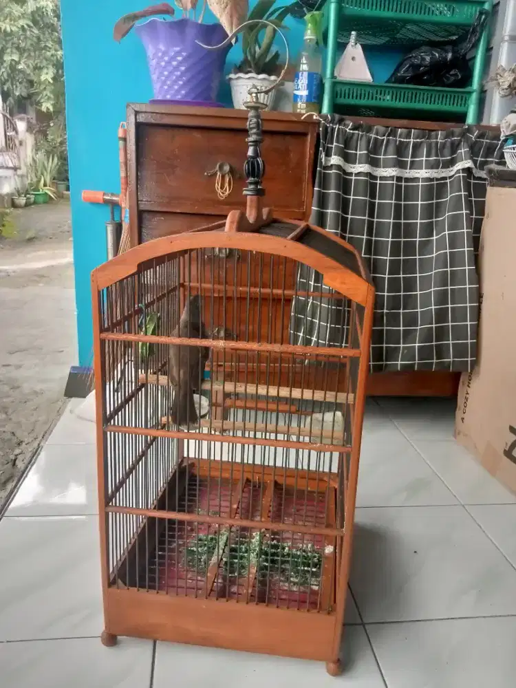 Burung trocok garuda