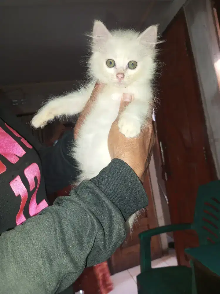 Lepas Adopt Kitten Betina