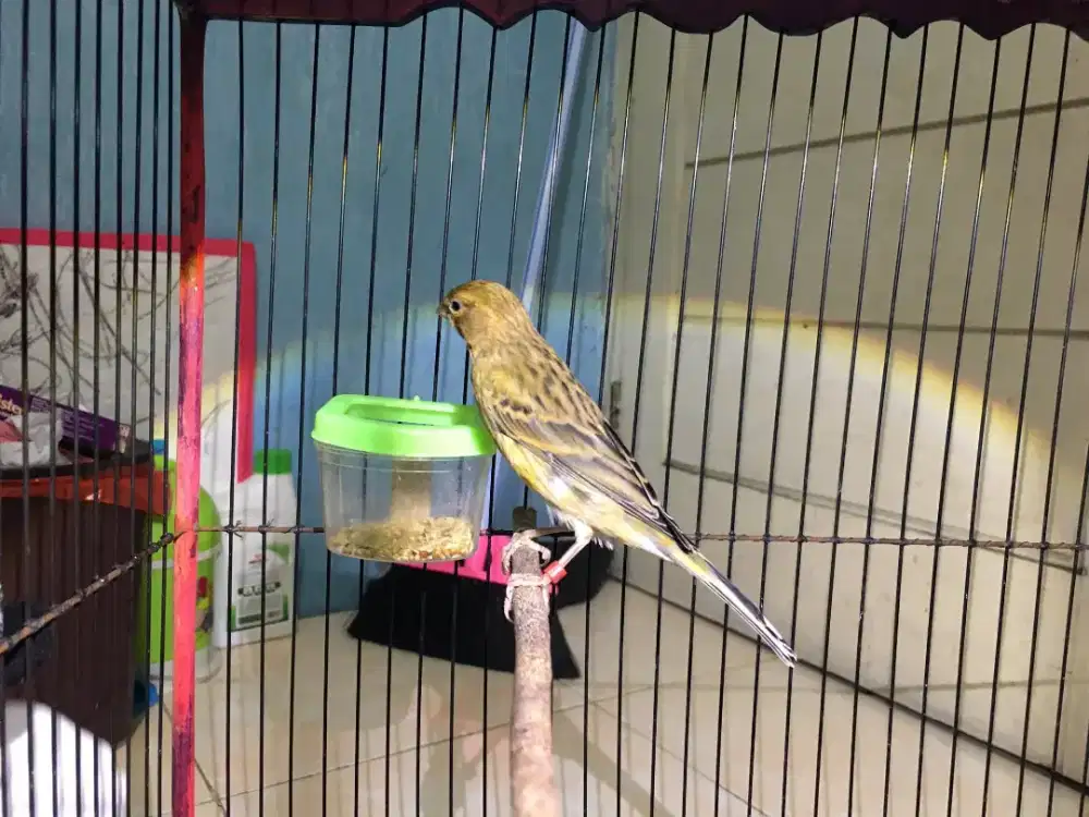 Kenari Bon Ijo Botol Seri Loper Gacor