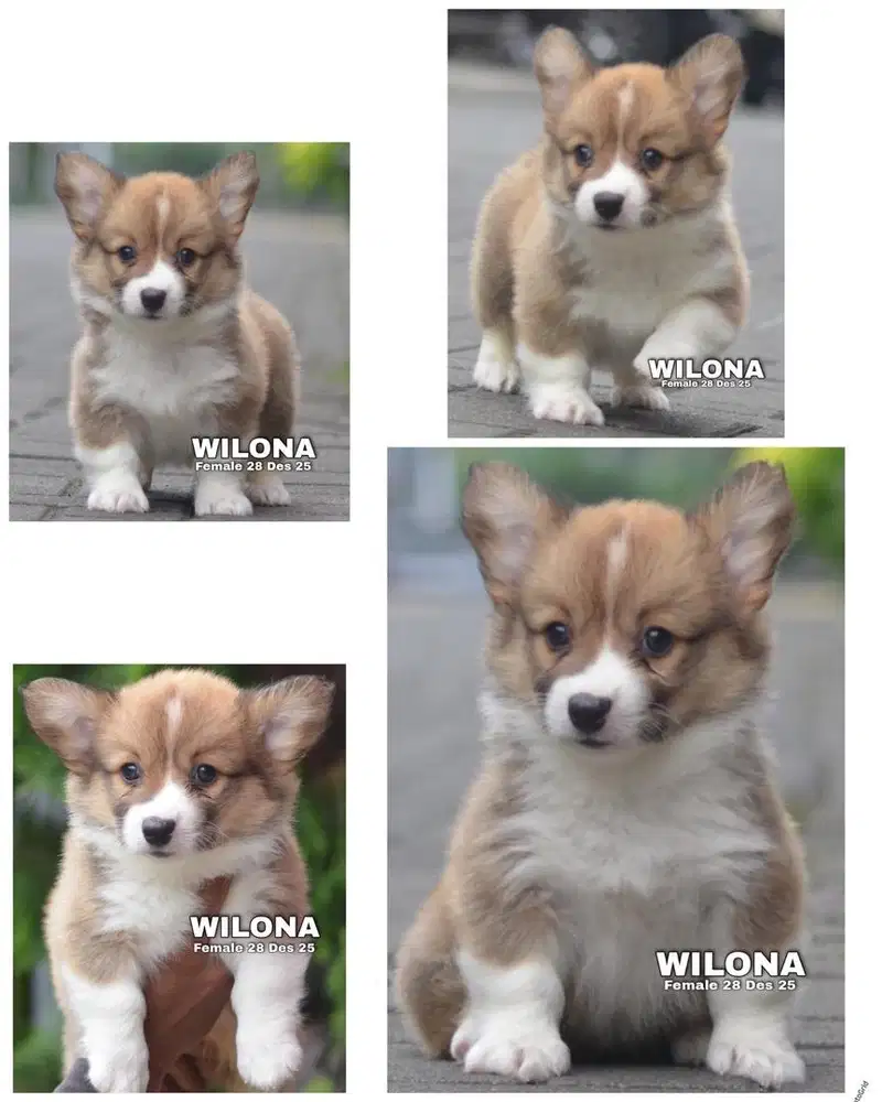 Corgi puppy stambum vaksin