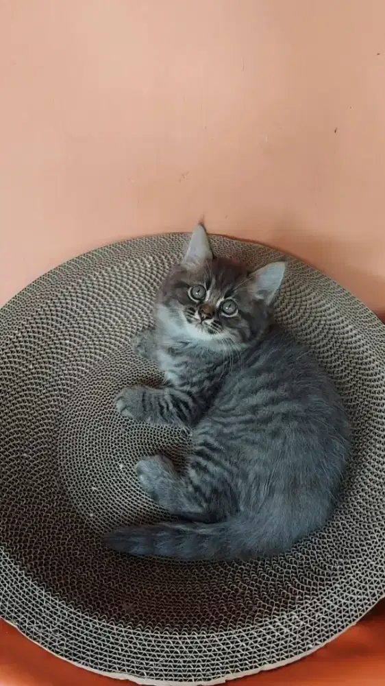 Dijual Kucing Persia Long Hair