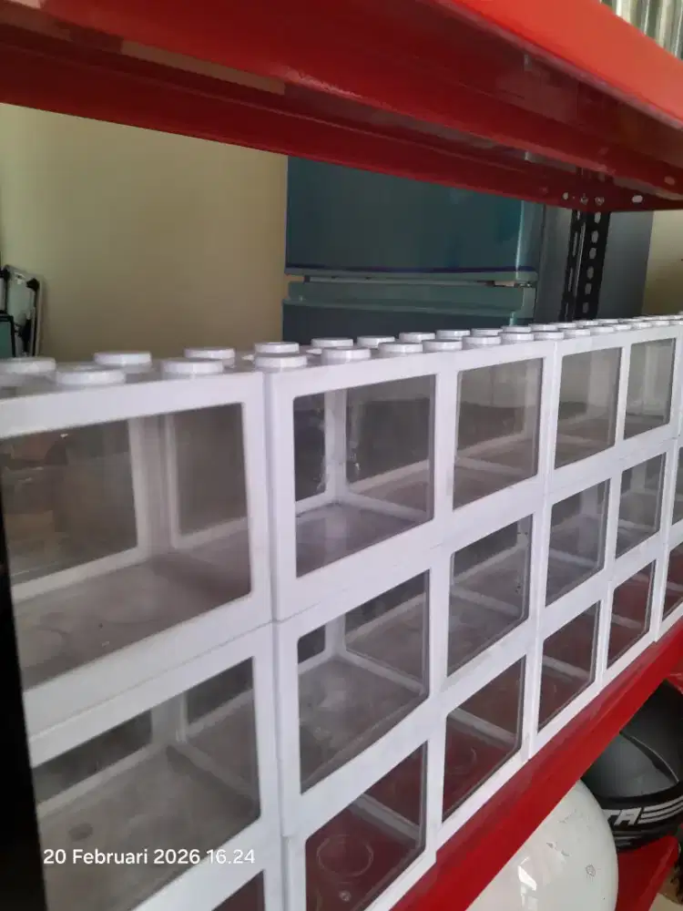 Box pajangan ikan cupang