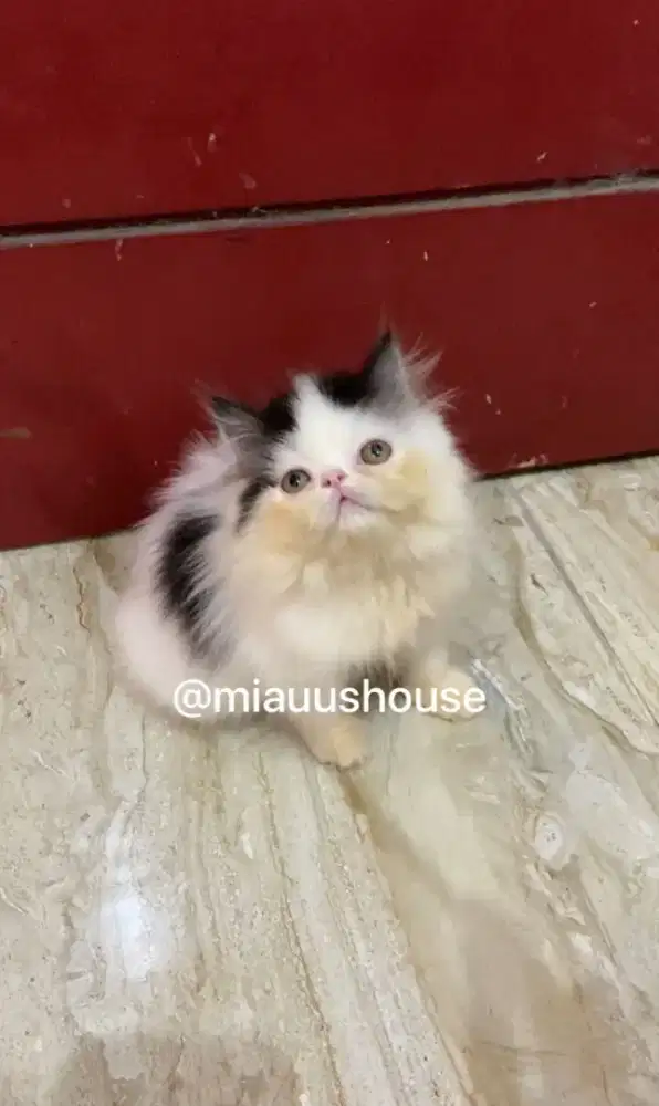 KITTEN PEAKNOSE LONGHAIR