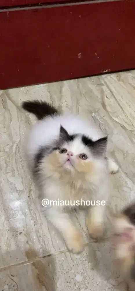 KITTEN PERSIA LONGHAIR