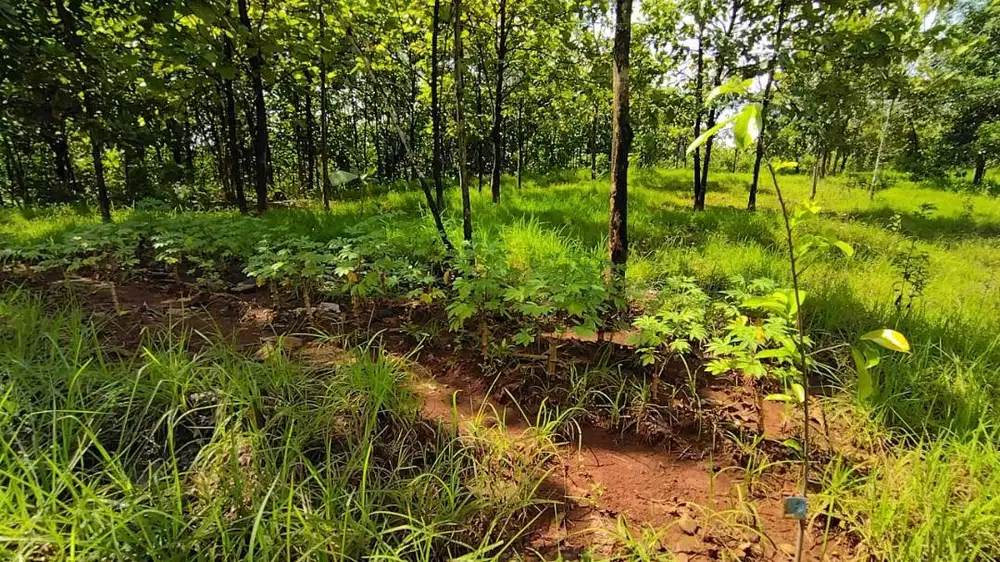 DIJUAL TANAH KEBUN DI CIGASONG MAJALENGKA