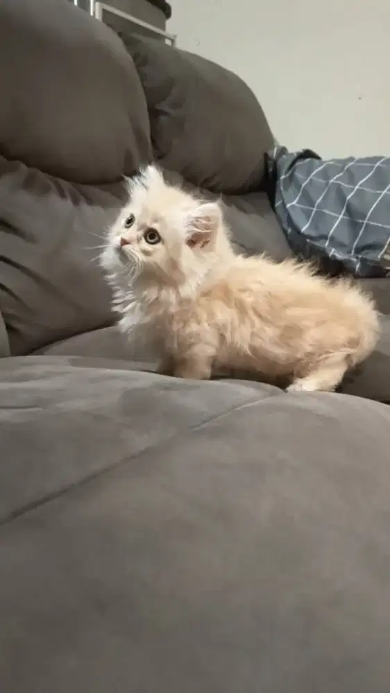 kucing munchkin rughugger top standard betina