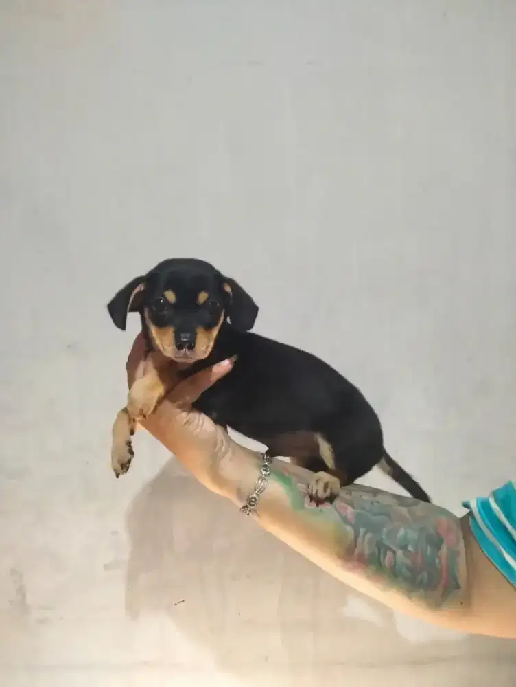 anakan tekkel mix jantan