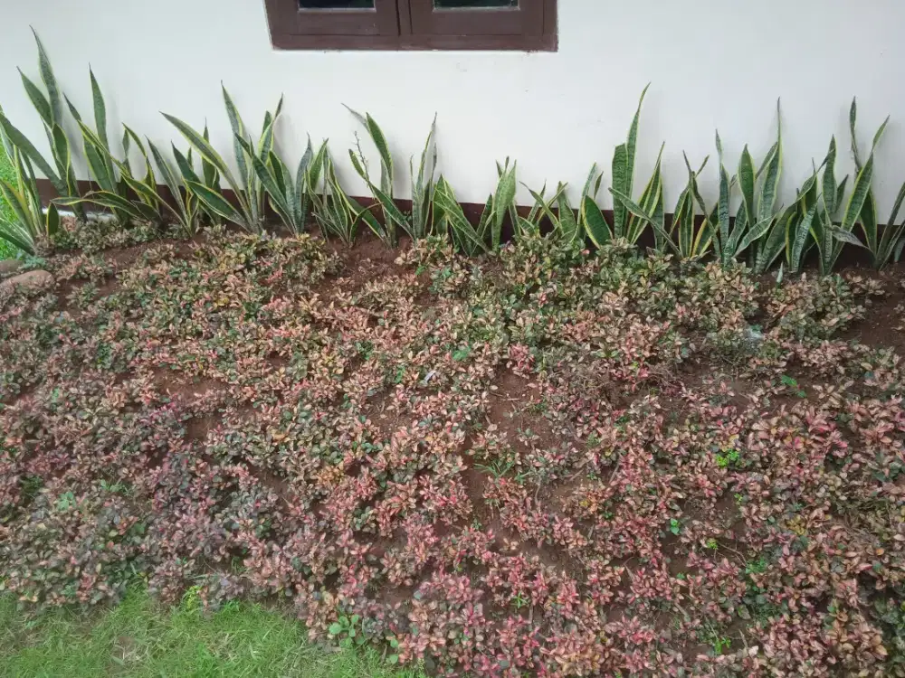 Tanaman hias sensiveira