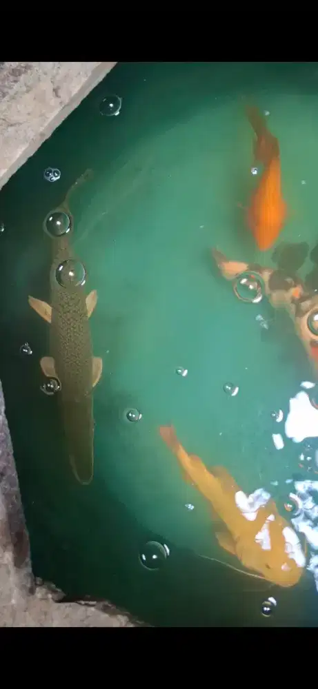 Ikan Gar Platinum 45cm fix