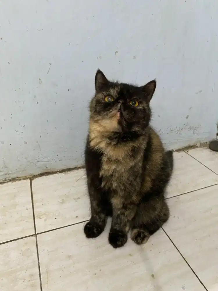 Persia Peaknose Torti