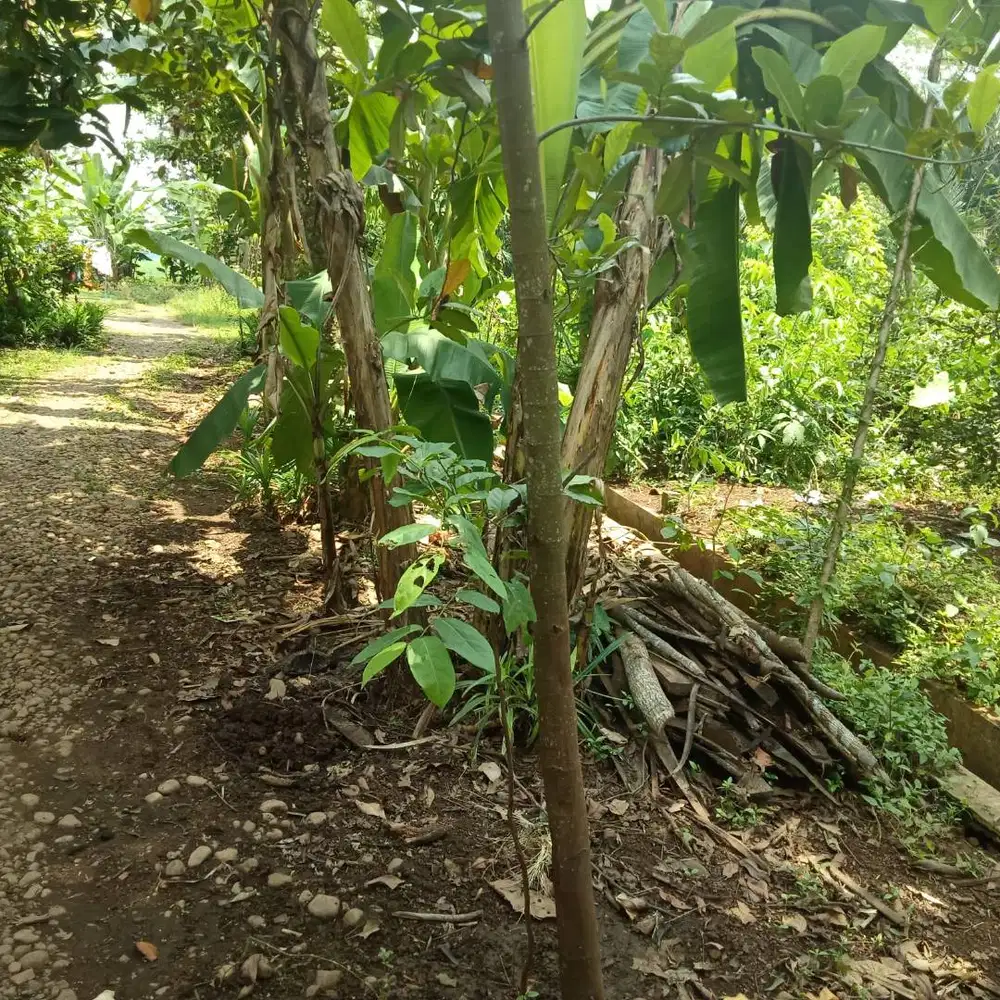 Tanah dijual cepat dekat kampus UIN Gusdur Pekalongan. Bisa nego