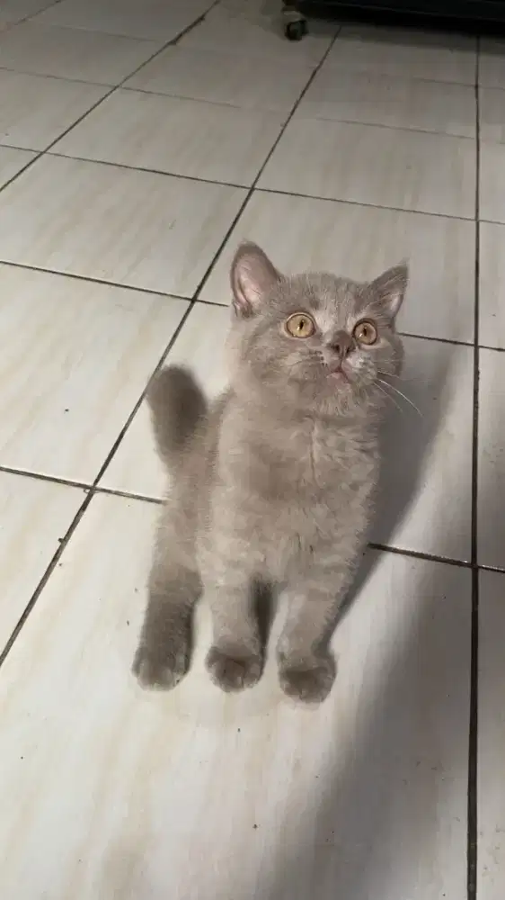 British Short Hair (BSH). Lilac Solid