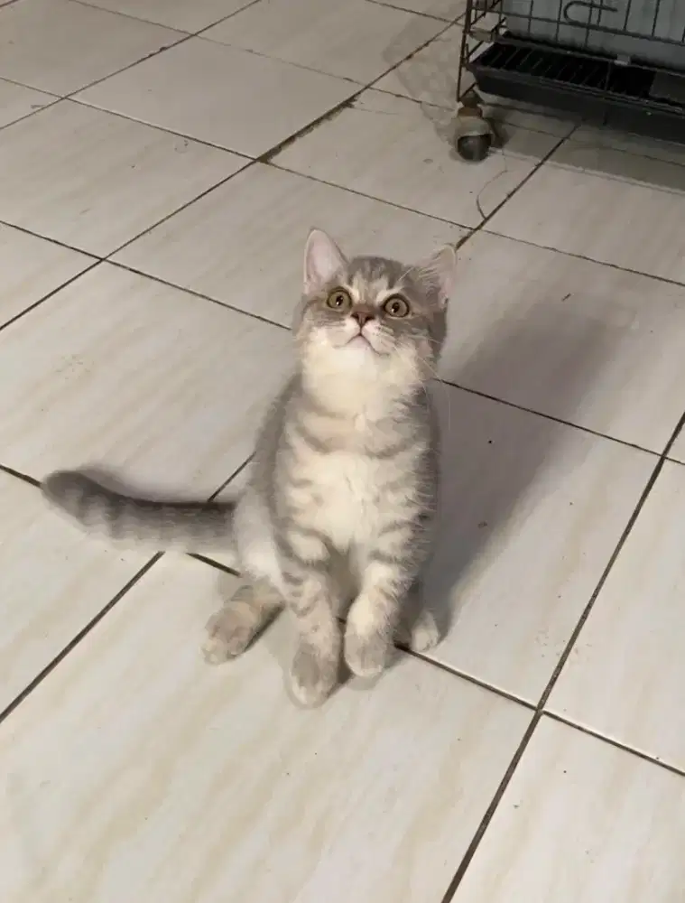 British Short Hair. Silver