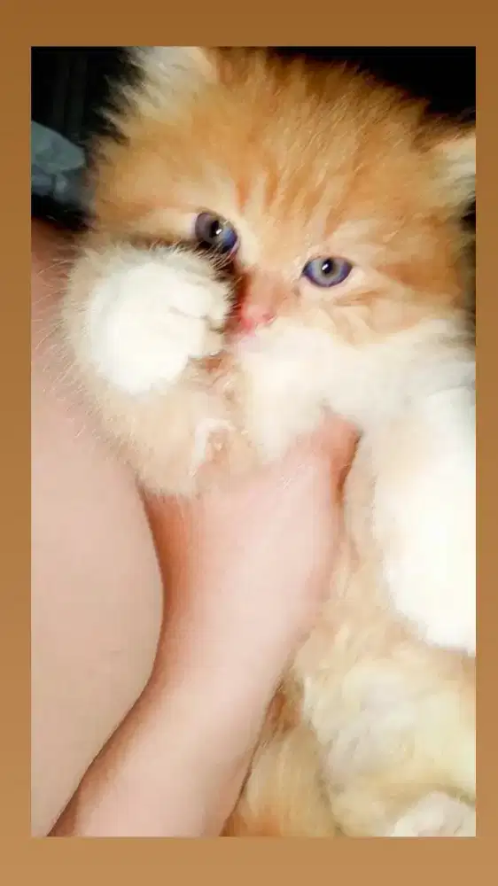 Anakan Persia siap adopsi