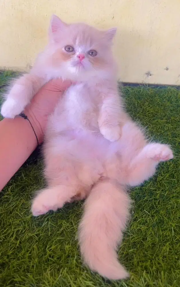 Kucing ras persia flatnose betina 3 bln