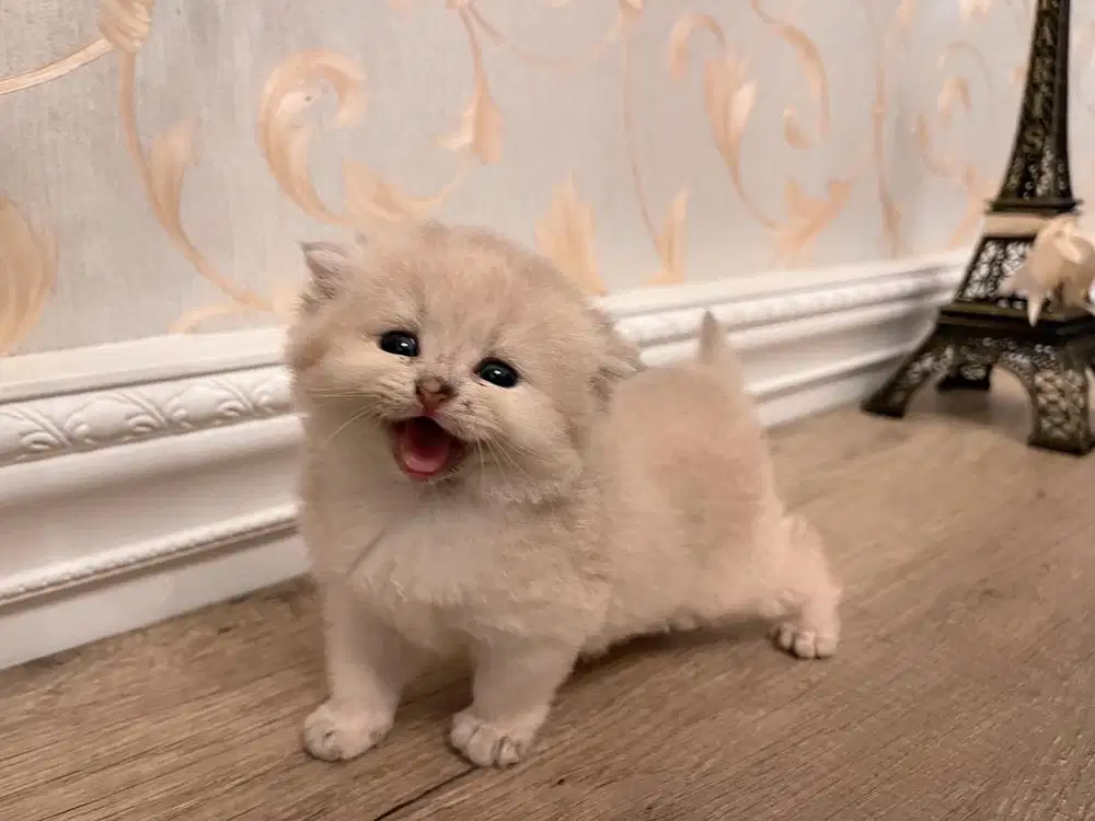 Kucing British Short Hair Scottish Fold Golden AY 25 Kitten