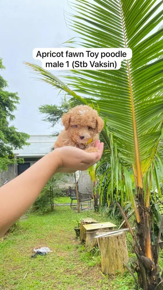 Toy Red poodle Male