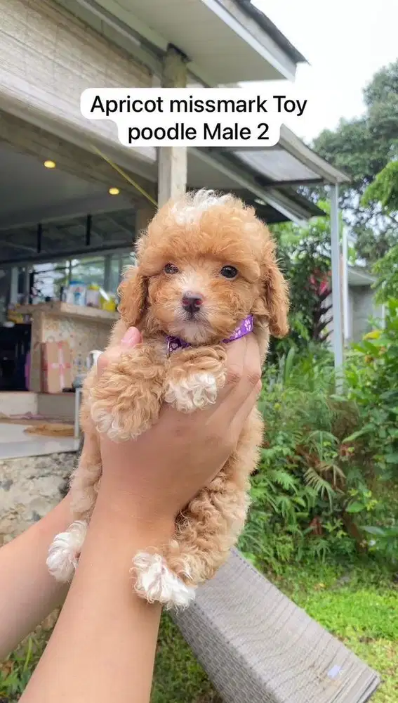 Red fawn Missmark Toy poodle